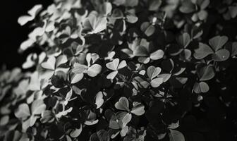 ai genererad svart och vit klöver löv. abstrakt svartvit bakgrund. foto