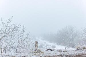 dimmig landskap med snö, snö täckt träd, kall vinter- landskap foto