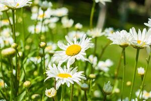 natur i sommar, sommar landskap foto