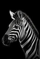 ai genererad en svartvit Foto av en zebra med en svart bakgrund