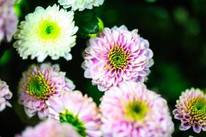 rosa och vit blommor med grön centrum foto