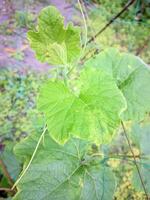 en växt med grön löv och en netto foto