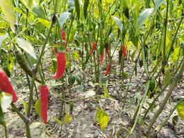 röd chili paprikor växande i de fält foto