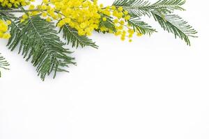 buske av gula vårblommor mimosa isolerad på vit bakgrund. foto