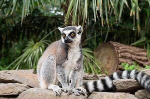 ring-tailed lemur vilar på sten yta foto