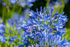 blå blomma sängar på de azorerna vägar foto