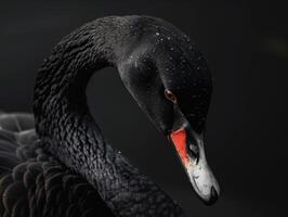 ai genererad svart svan porträtt foto
