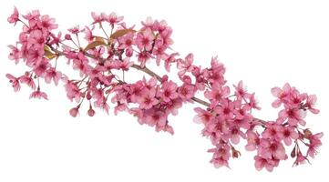 ai genererad rosa körsbär blomma på vit bakgrund, isolerat sakura träd gren foto