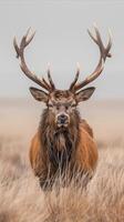 ai genererad majestätisk sven stående lång i vild gräsmark foto