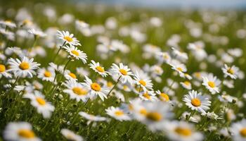 ai genererad daisy är blomning i en fält med en grön bakgrund foto