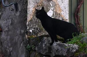 en Söt katt Framställ på de gata foto