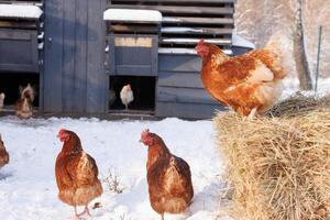 kyckling äter utfodra och spannmål på eco fjäderfän odla, fri räckvidd fjäderfän bruka foto