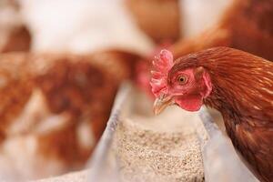 kyckling äter utfodra och spannmål på eco kyckling odla, fri räckvidd kyckling bruka foto