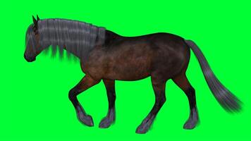 häst på en grön skärm foto