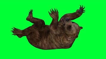 brun Björn på grön skärm foto