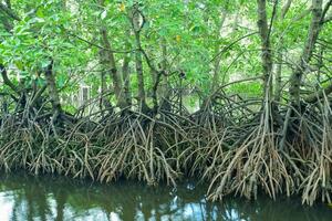 mangrove träd rötter den där växa ovan hav vatten. mangrove fungera som växter den där är kapabel till motstå hav vatten strömmar den där erodera kust landa foto