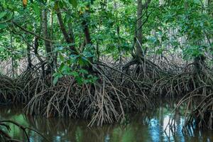 mangrove träd rötter den där växa ovan hav vatten. mangrove fungera som växter den där är kapabel till motstå hav vatten strömmar den där erodera kust landa foto