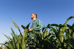 Lycklig ung jordbrukare eller agronom använder sig av läsplatta i majs fält. bevattning systemet i de bakgrund. organisk jordbruk och mat produktion foto