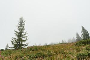 grön tall skog på en montera backe i en tät dimma, bred utomhus- bakgrund foto