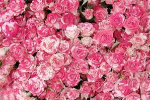 bakgrund med selektiv fokus. skön blomning vit-rosa bicolor reste sig. närbild av bicolor vit-rosa rosebud blommor, abstrakt mjuk blommig bakgrund. foto