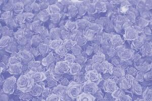 bakgrund av skön blomning blå rosor. närbild av blå blommor, abstrakt mjuk blommig bakgrund, topp se. foto