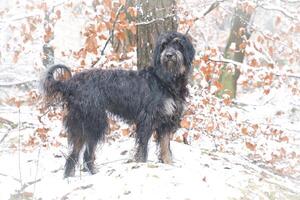 goldendoodle i de snö. snöig skog. svart lockigt päls med ljus brun markeringar foto