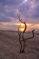 solnedgång på de strand av de baltic hav. kärlek träd, buske i de sand på de väst strand foto