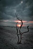solnedgång på de strand av de baltic hav. kärlek träd, buske i de sand på de väst strand foto