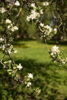 blomning äpple träd grenar med vit blommor närbild. foto