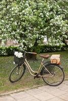 en skön retro cykel med en korg- korg står Nästa till en blomning äpple träd i de parkera. foto