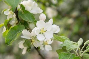 blomning äpple träd grenar med vit blommor närbild. foto