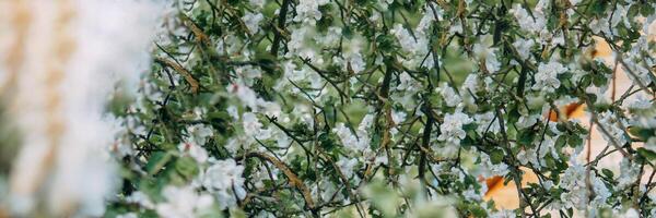 blomning äpple träd grenar med vit blommor närbild. foto