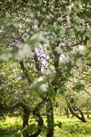 blomning äpple träd grenar med vit blommor närbild. foto