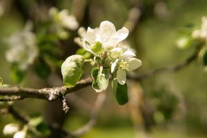 blomning äpple träd grenar med vit blommor närbild. foto