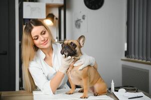 kvinna veterinär granskning franska bulldogg foto