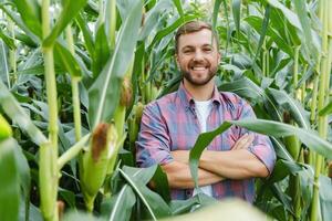 en man inspekterar en majs fält och utseende för skadedjur. framgångsrik jordbrukare och agro företag foto