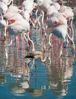 en ung flamingo och en flock av vuxna på de tillbaka är plask i de vatten foto