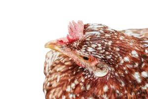 kyckling huvud isolerat på vit bakgrund foto