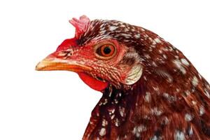 kyckling huvud isolerat på vit bakgrund foto