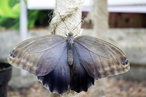 skön fjäril på en grön löv. tropisk vilda djur och växter. skön insekter. skönhet av natur. makro natur. foto