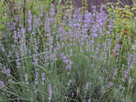lavendel- blomma i de trädgård. lavendel- blomning. lavendel- bakgrund. foto