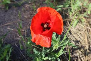 röd vallmo blomma blomning i de trädgård. foto