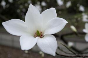 de blomma av vit magnolia. foto