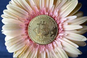 gyllene bitcoin på en blomma bakgrund. foto