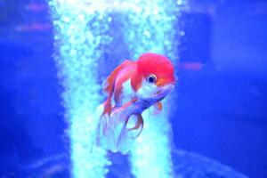 akvarium guldfisk. under vattnet liv. foto