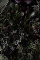 en uppsättning av annorlunda suckulenter. Haworthia och aloe, crassula och sedum, echeveria, crassula och kalanchoe. växa en Hem blomma. blomsterodling. kaktus Hem grön saftig. blommor bakgrund. foto