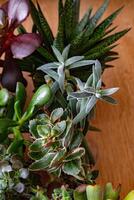 en uppsättning av annorlunda suckulenter. Haworthia och aloe, crassula och sedum, echeveria, crassula och kalanchoe. växa en Hem blomma. blomsterodling. kaktus Hem grön saftig. blommor bakgrund. foto