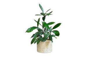 ficus sudd isolerat på vit bakgrund. inomhus- växt. design element. ClipArt foto