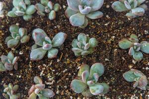 växa echeveria i en mini saftig trädgård. grön blomma fröplanta. saftig växt. hobby blomsterodling. blommig bakgrund foto