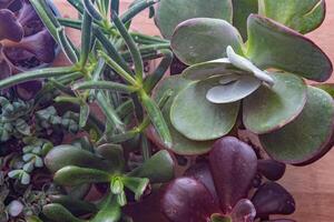 en uppsättning av annorlunda suckulenter. Haworthia och aloe, crassula och sedum, echeveria, crassula och kalanchoe. växa en Hem blomma. blomsterodling. kaktus Hem grön saftig. blommor bakgrund. foto